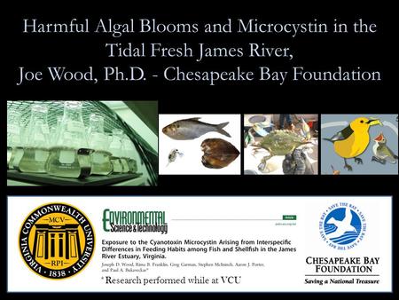 Harmful Algal Blooms and Microcystin in the Tidal Fresh James River, Joe Wood, Ph.D. - Chesapeake Bay Foundation *Research performed while at VCU.