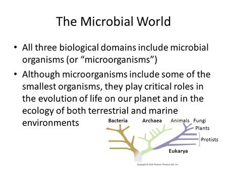 The Microbial World All three biological domains include microbial organisms (or “microorganisms”) Although microorganisms include some of the smallest.