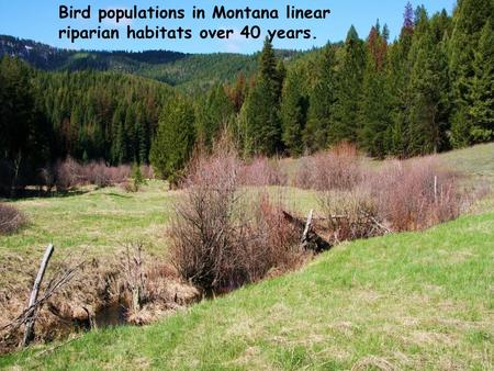 Bird populations in Montana linear riparian habitats over 40 years.