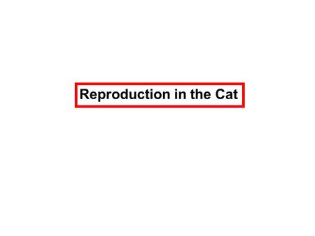 Reproduction in the Cat