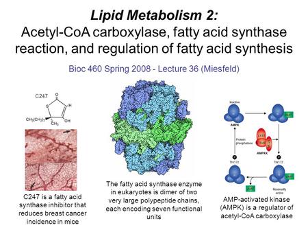 Lipid Metabolism 2: Acetyl-CoA carboxylase, fatty acid synthase reaction, and regulation of fatty acid synthesis Bioc 460 Spring 2008 - Lecture 36 (Miesfeld)