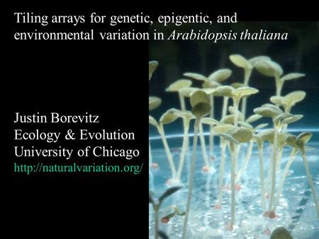 Tiling arrays for genetic, epigentic, and environmental variation in Arabidopsis thaliana Justin Borevitz Ecology & Evolution University of Chicago