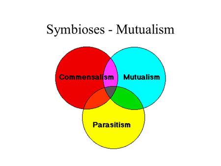 Symbioses - Mutualism. Symbioses Symbioses - species living in close association Parasitism +,- parasite benefits, host harmed Commensalism +,0 or 0,0.