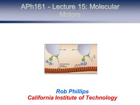 APh161 - Lecture 15: Molecular Motors Rob Phillips California Institute of Technology.