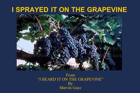 I SPRAYED IT ON THE GRAPEVINE From “I HEARD IT ON THE GRAPEVINE” By Marvin Gaye.