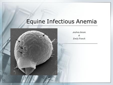 Equine Infectious Anemia Andrea Jensen & Emily French.
