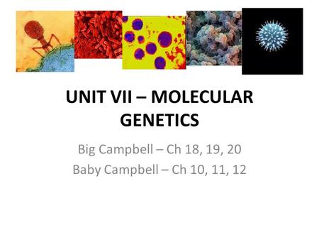 UNIT VII – MOLECULAR GENETICS