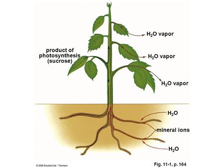 Fig. 11-1, p. 164 H2OH2O product of photosynthesis (sucrose) H 2 O vapor H2OH2O mineral ions.