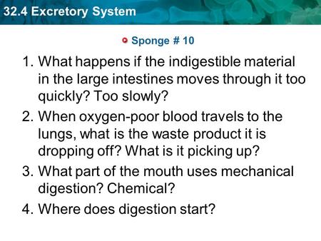 32.4 Excretory System Sponge # 10 1.What happens if the indigestible material in the large intestines moves through it too quickly? Too slowly? 2.When.