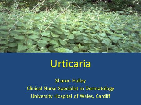 Urticaria Sharon Hulley Clinical Nurse Specialist in Dermatology University Hospital of Wales, Cardiff.