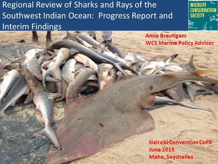 Regional Review of Sharks and Rays of the Southwest Indian Ocean: Progress Report and Interim Findings Amie Brautigam WCS Marine Policy Advisor Nairobi.
