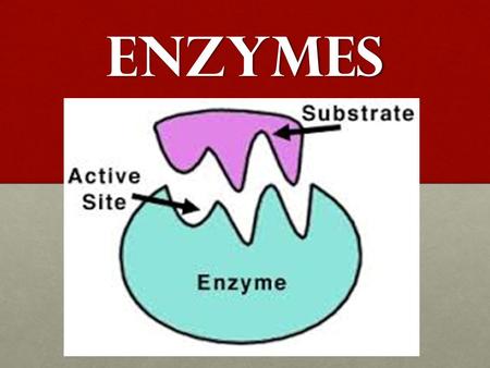 Enzymes Enzymes Enzymes: are proteins made of amino acids.Enzymes: are proteins made of amino acids. -Catalyst: they speed up chemical reactions & lower.