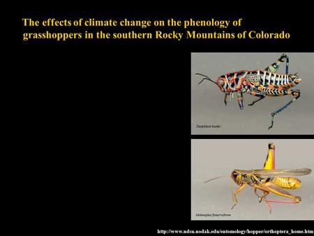 The effects of climate change on the phenology of grasshoppers in the southern Rocky Mountains of Colorado