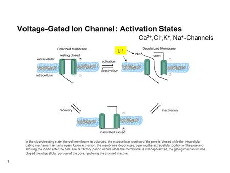 1 Voltage-Gated Ion Channel: Activation States Li + Ca 2+,Cl -,K +, Na + -Channels In the closed resting state, the cell membrane is polarized, the extracellular.