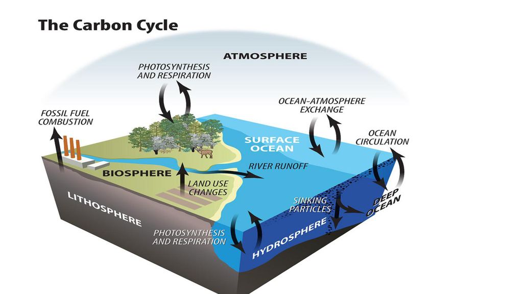 FLOW OF NUTRIENTS THROUGH ECOSYSTEMSS - ppt download