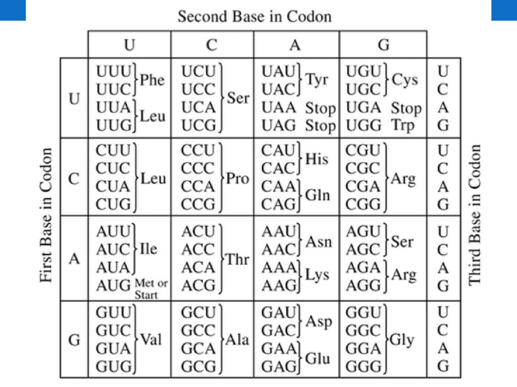 Кодон функция. Кодон. Таблица кодонов. Amino acid codons. Как выглядит кодон.