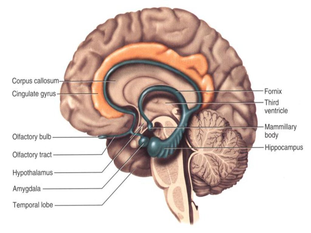 Vision Hearing Smell Taste - ppt download