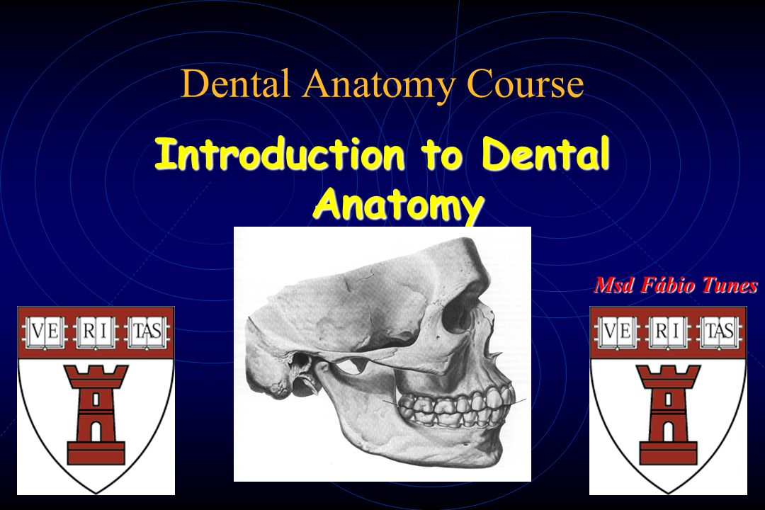 Angle's classification, Introduction to dental occlusion, Dental Anatomy, , Learn anatomy