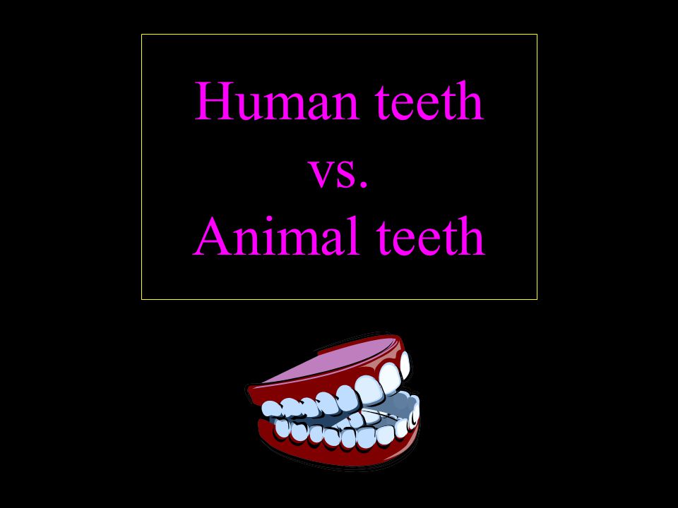 Human teeth vs. Animal teeth - ppt video online download