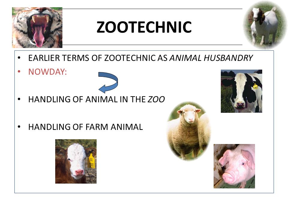 ZOOTECHNIC EARLIER TERMS OF ZOOTECHNIC AS ANIMAL HUSBANDRY NOWDAY: HANDLING  OF ANIMAL IN THE ZOO. HANDLING OF FARM ANIMAL. - ppt download