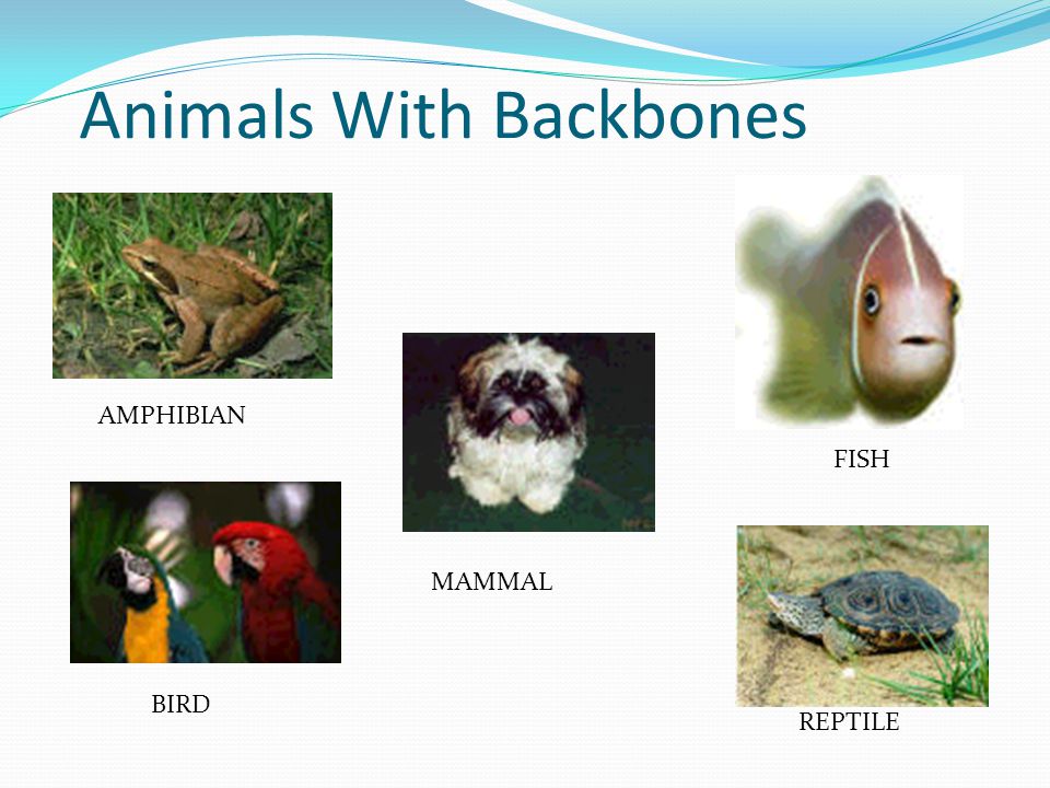 Animals With Backbones - ppt video online download