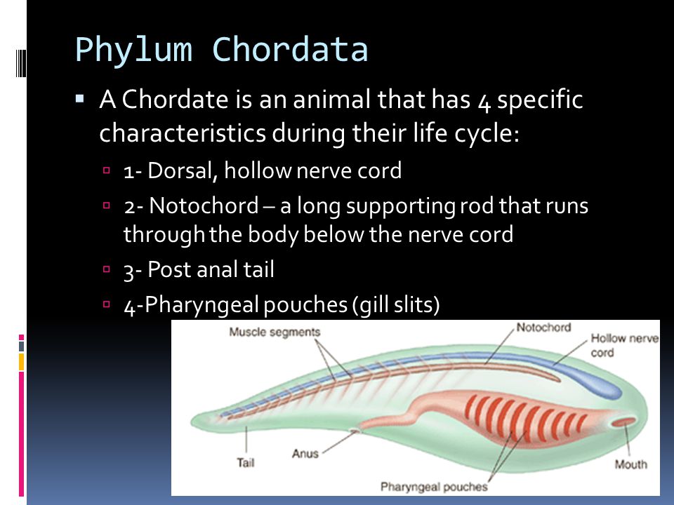 Phylum Chordata A Chordate is an animal that has 4 specific characteristics  during their life cycle: 1- Dorsal, hollow nerve cord 2- Notochord – a  long. - ppt video online download