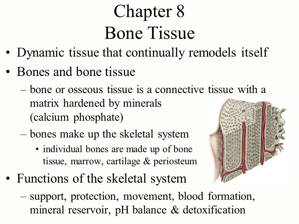 Chapter 8 Bone Tissue Dynamic tissue that continually remodels itself - ppt  video online download