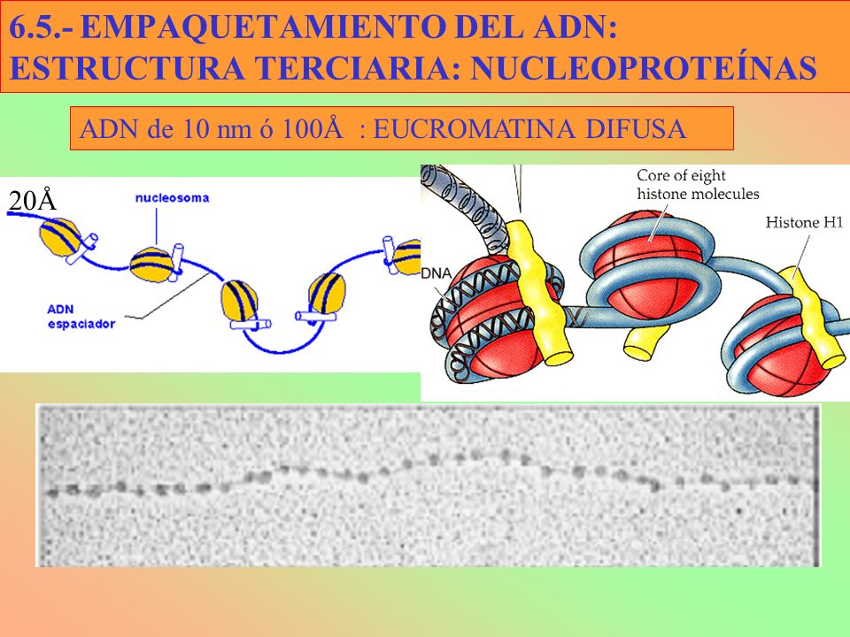 6.5.- EMPAQUETAMIENTO DEL ADN: ESTRUCTURA TERCIARIA: NUCLEOPROTEÍNAS - ppt download