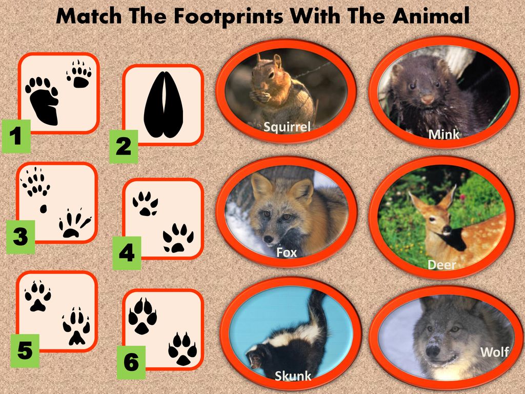 Match The Footprints With The Animal - ppt download Match The Footprints With The Animal - ppt download
