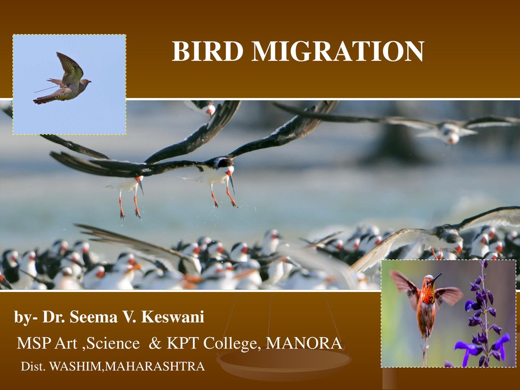 BIRD MIGRATION by- Dr. Seema V. Keswani - ppt download