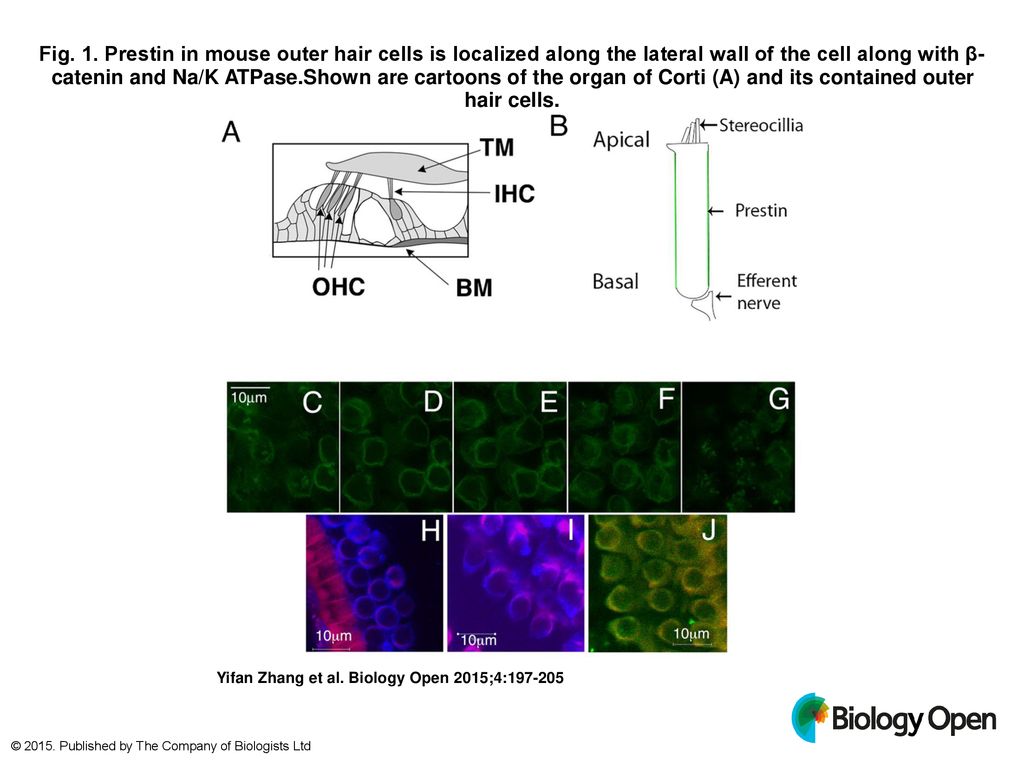 Fig 1 Prestin In Mouse Outer Hair Cells Is Localized Along The Lateral Wall Of The Cell Along With B Catenin And Na K Atpase Shown Are Cartoons Of The Ppt Download