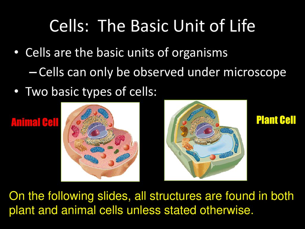 Is the basic of life unit what Why cell