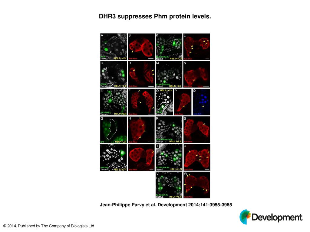 Dhr3 Suppresses Phm Protein Levels Ppt Download