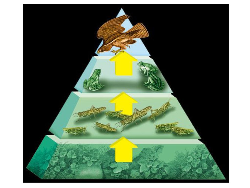 Ecology The study of how organisms and their environments interact Biology Diagrams