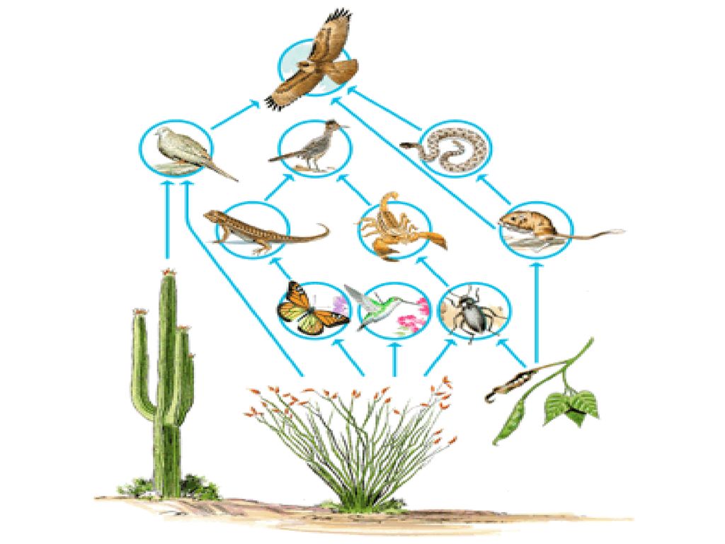 Ecology The study of how organisms and their environments interact ... Biology Diagrams