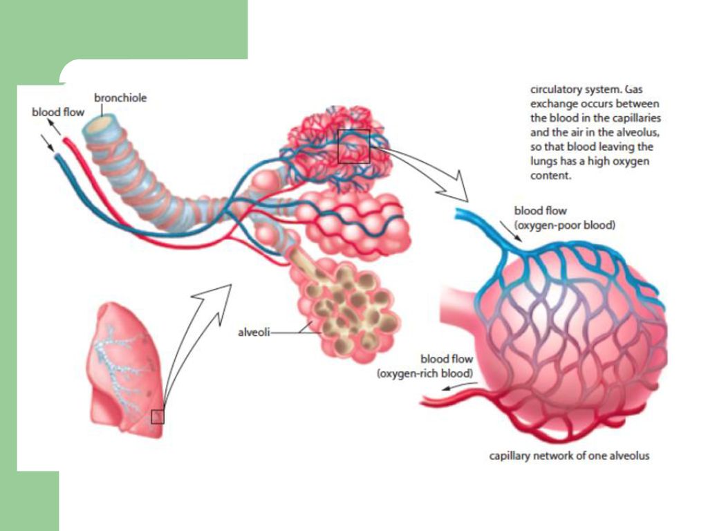 The Respiratory System - ppt download