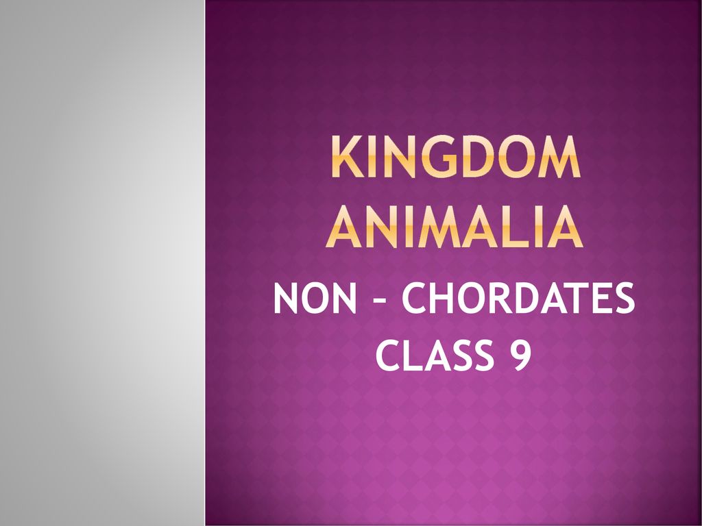 KINGDOM ANIMALIA NON – CHORDATES CLASS ppt download