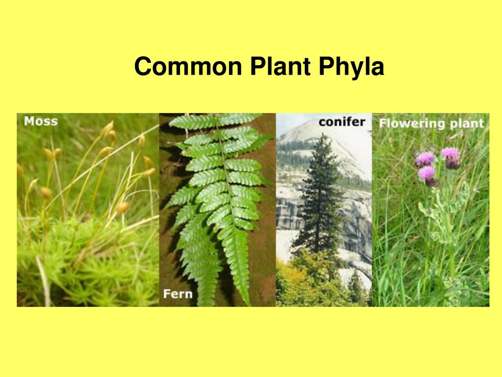 Common Plant ppt download
