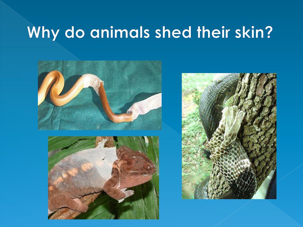 Why do animals shed their skin? - ppt download