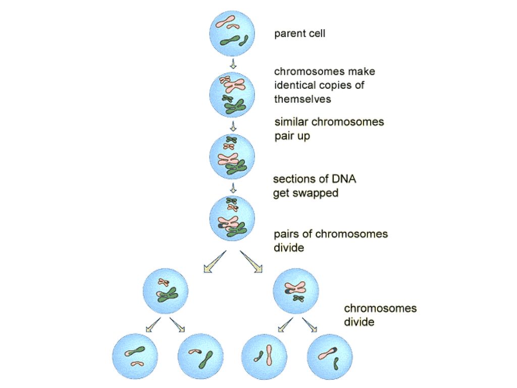 Key Area 1.1 – Division and Differentiation of Human Cells Biology Diagrams