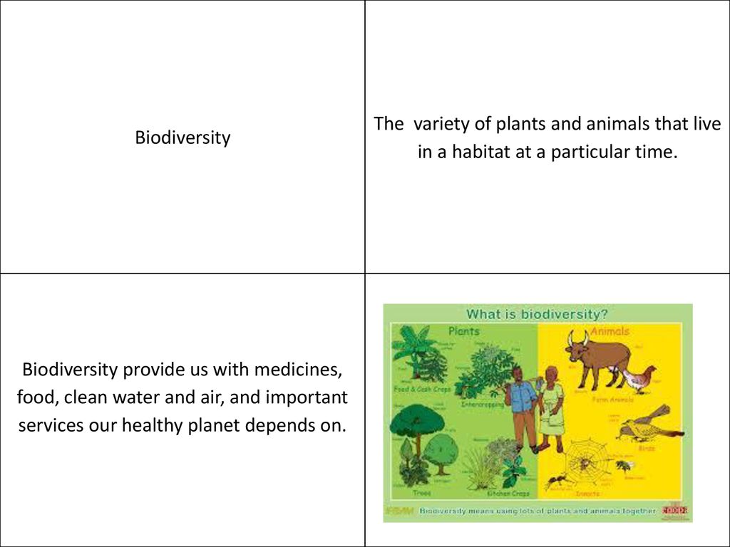 Biodiversity The variety of plants and animals that live in a habitat at a  particular time. Biodiversity provide us with medicines, food, clean water.  - ppt download