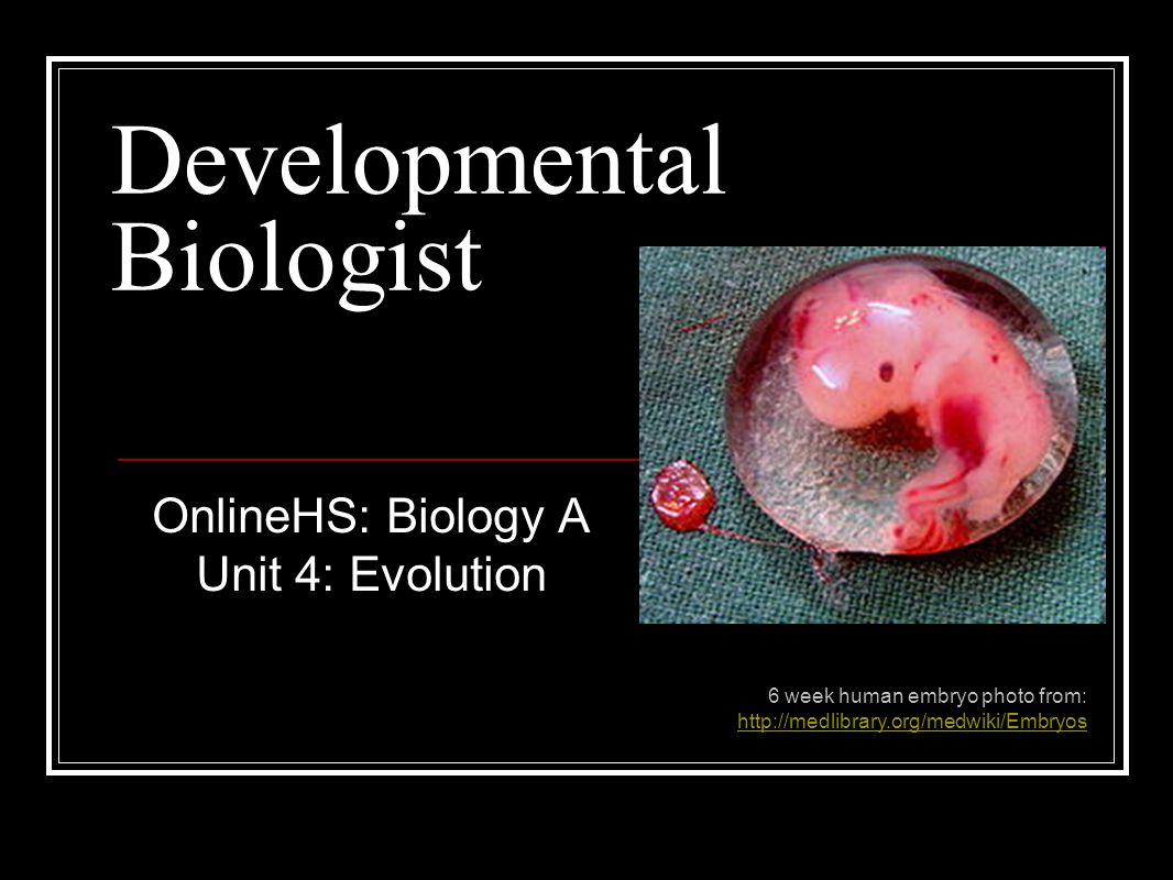 OnlineHS: Biology A Unit 4: Evolution 6 week human embryo photo from: Developmental. - ppt download