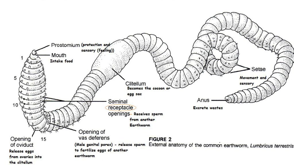 Earthworm Dissection Guide - ppt download