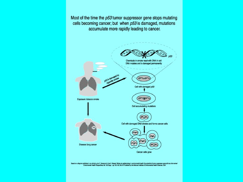 3 Regulating the Cell Cycle Biology Diagrams