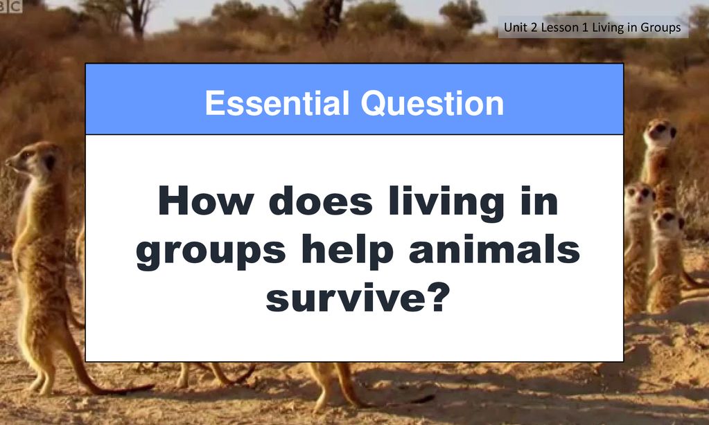 How does living in groups help animals survive? - ppt download
