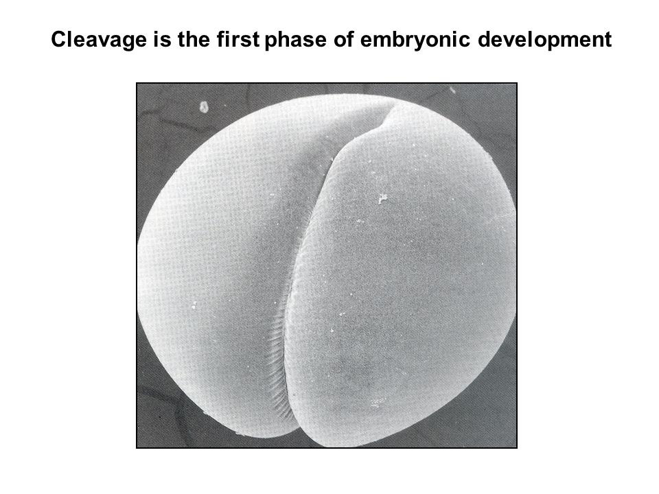 Cleavage is the first phase of embryonic development - ppt video online  download