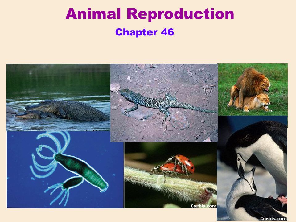 Animal Reproduction Chapter 46. - ppt video online download