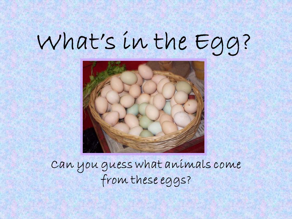 in the Egg? Can guess animals from these eggs? - ppt download