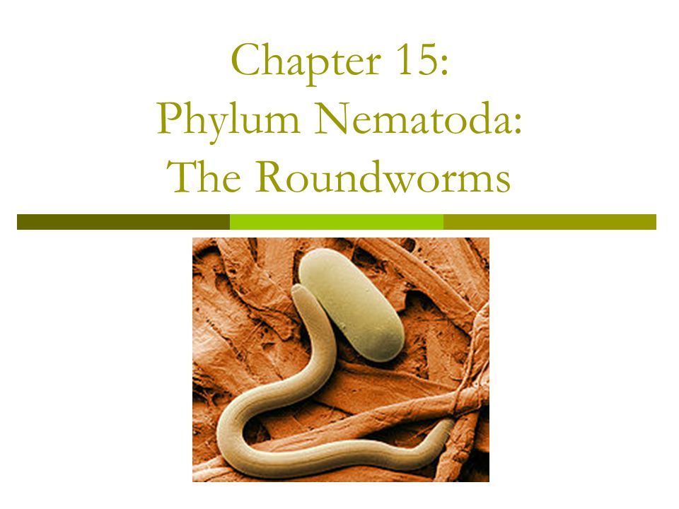 nematode ppt phylum platyhelminthes
