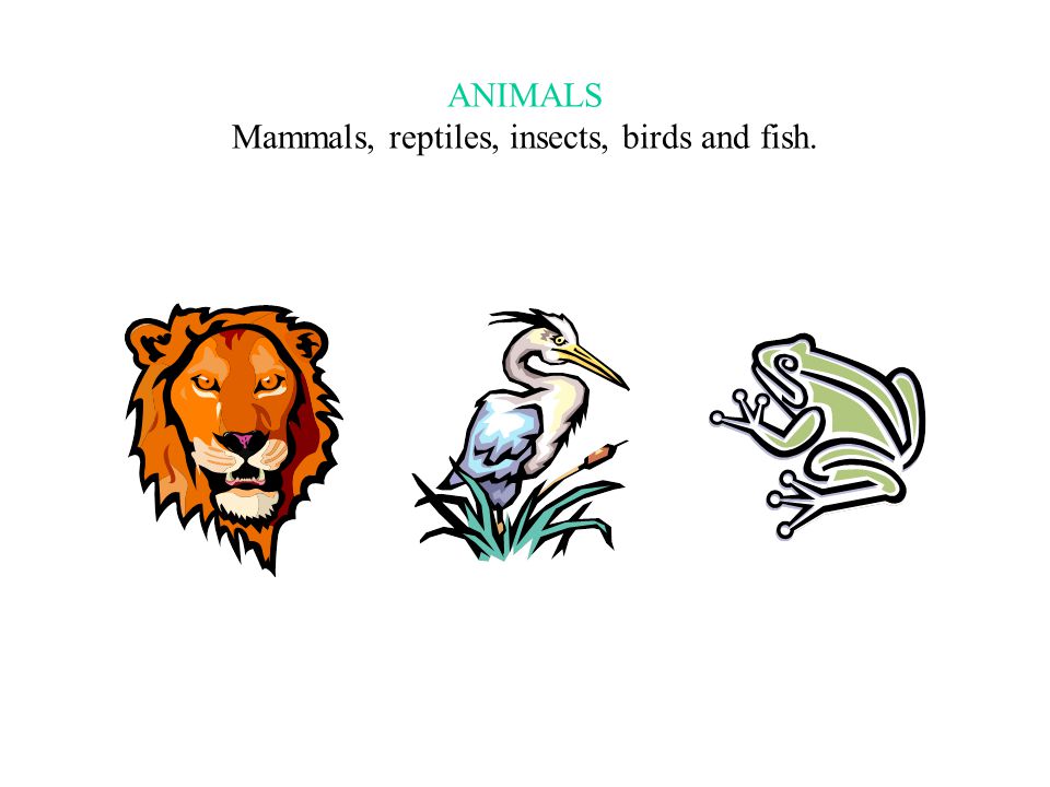 ANIMALS Mammals, reptiles, insects, birds and fish. - ppt video online  download